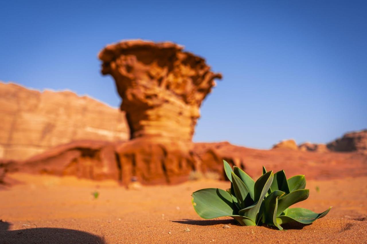 Wadi Rum Secrets Camp Dış mekan fotoğraf